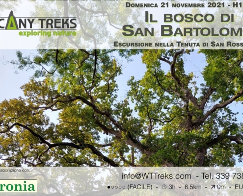il bosco di san bartolomeo